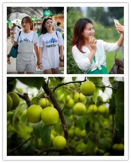 美女與香梨，你更愛哪一個？！
