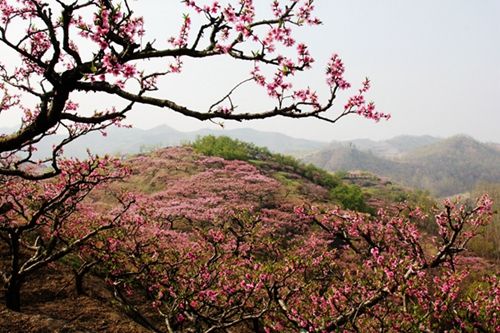 內鄉春季重磅推出:游古衙品美食賞桃花