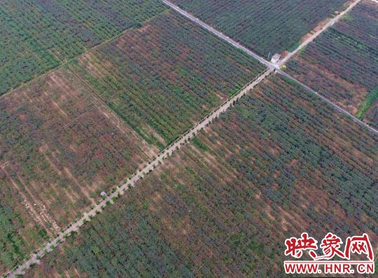 西峽萬畝獼猴桃基地豐收在望 俯瞰農田縱橫有致