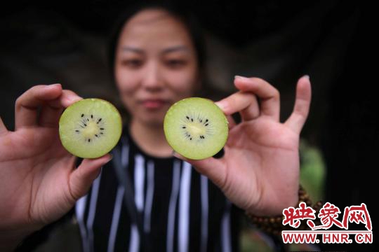 西峽萬畝獼猴桃基地豐收在望 俯瞰農田縱橫有致