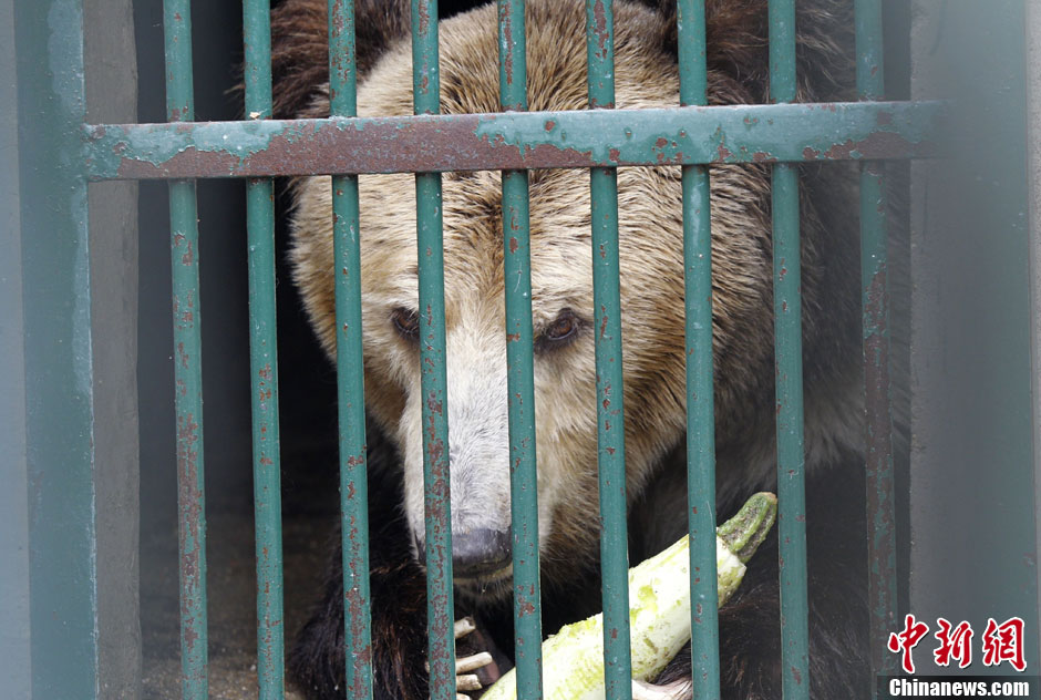 6月19日，河南鄭州，新密市動物園咬死飼養員的肇事棕熊被暫押在鄭州動物園內，該熊“臥室”周圍被三重鋼