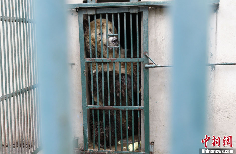 6月19日，河南鄭州，新密市動物園咬死飼養員的肇事棕熊被暫押在鄭州動物園內，該熊“臥室”周圍被三重鋼