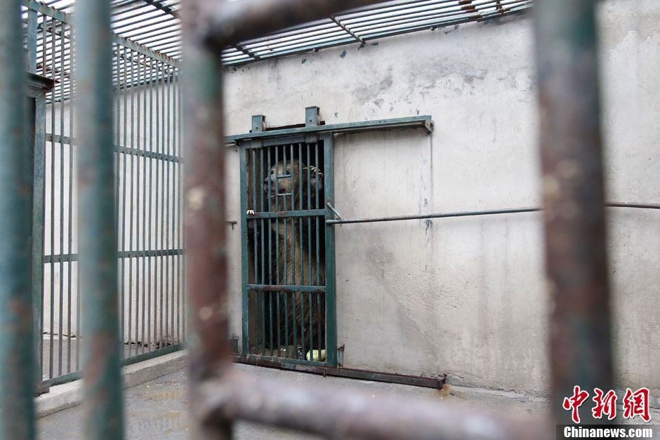 6月19日，河南鄭州，新密市動物園咬死飼養員的肇事棕熊被暫押在鄭州動物園內，該熊“臥室”周圍被三重鋼