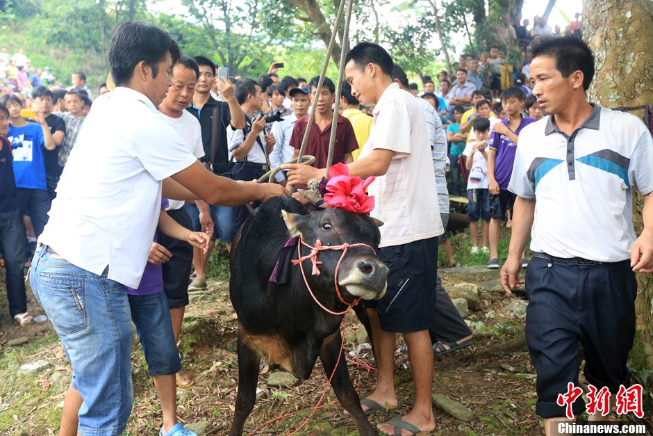 村民給黃牛套上繩索，準備進行儀式。 譚凱興 攝