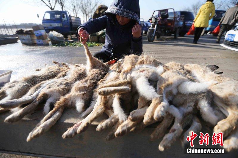 圖為12月14日，104國道靜?？h城附近，家養(yǎng)的大雁和野鴨被擺在一起售賣。田寶希 攝 圖片來源：CF