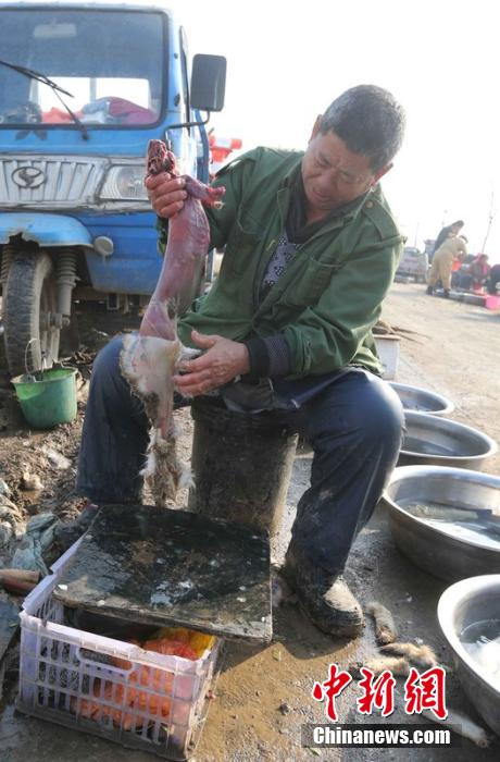 圖為12月1日，104國道靜海縣城附近，顧客挑好后，商販拎著死兔將皮完整地扒下來。田寶希 攝 圖片來