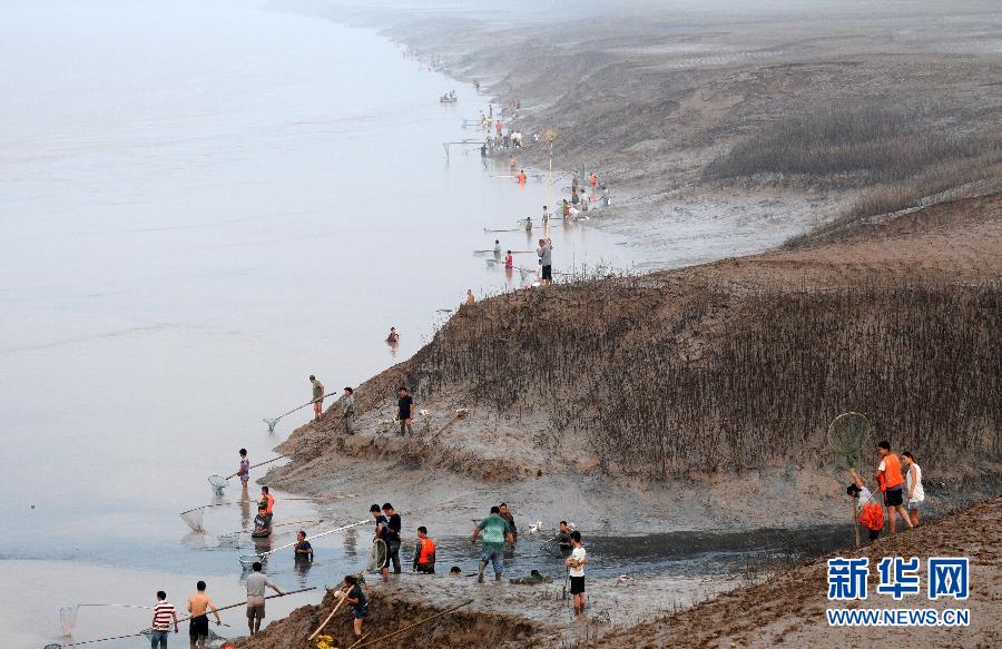  7月6日,在山西省平陸縣黃河岸邊,人們在捕撈黃河“流魚”。