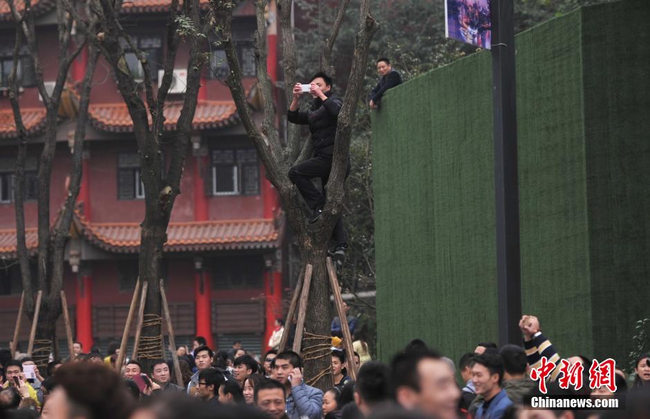 重慶一市民為占據(jù)有利位置，爬上銀杏樹觀看自己喜歡的明星。