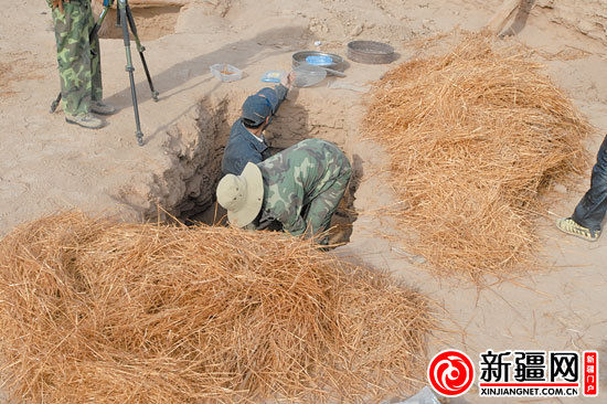 考古人員正在清理麥稈。（圖由中國科學院人文學院科技室與科技考古系提供）