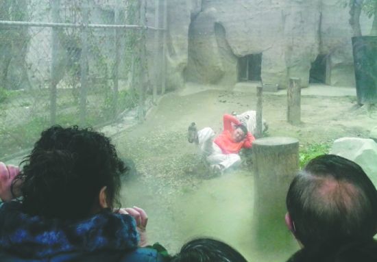 昨日，成都動(dòng)物園，男子進(jìn)入白虎活動(dòng)區(qū)后被白虎拖行。動(dòng)物園出動(dòng)50多人成功營救下他