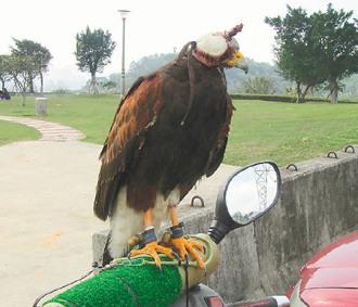 闖禍的老鷹則被主人戴上頭套，以鐵鏈鎖在摩托車的車頭上“罰站”/臺灣《聯合報》圖