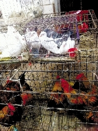 銷量大不如前，近期可能漲價