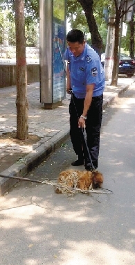 一名隊員拿一根叉子樣的工具，叉住狗狗的脖子