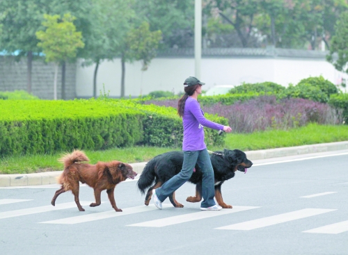 市區內隨處可見的大型犬