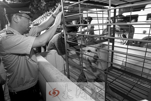 相關(guān)部門(mén)將加強(qiáng)管理，今年12月起烈性犬一律沒(méi)收。 （資料圖）