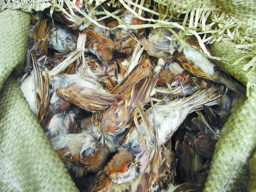 9人毒死4640只麻雀 現已被批準逮捕