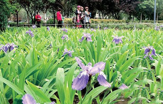 鄭州綠城廣場(chǎng)鳶尾花開(kāi) 花展持續(xù)到5月10日