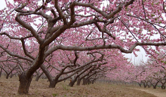 安陽(yáng)內(nèi)黃萬畝桃花綻放四月天