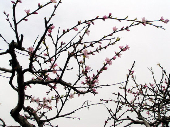 安陽(yáng)內(nèi)黃萬畝桃花綻放四月天
