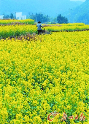 　　江嶺的油菜花已經(jīng)盛開(kāi)。