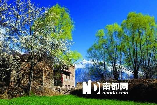 　　三月里,川西北的梨花盛放,寨子、碉樓、梨花……構成最美的丹巴風光。