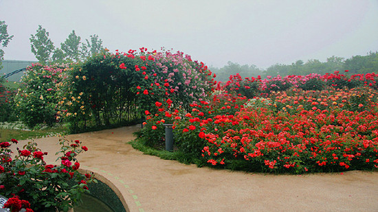 河南鄭州:第十九屆月季花展今日在月季公園開(kāi)幕