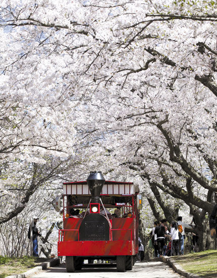 　　游覽車(chē)行駛在加拿大多倫多高地公園,載著游客觀賞櫻花