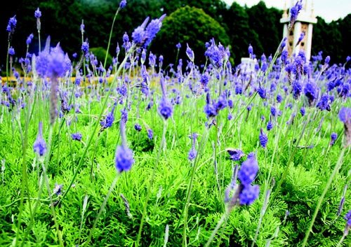 　　日月潭九族文化村內水沙連歐洲花園園區內數十萬株熏衣草,已開得美不勝收,令游客陶醉。