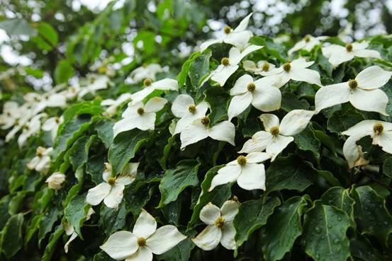 四照花開滿樹,賞花正當時