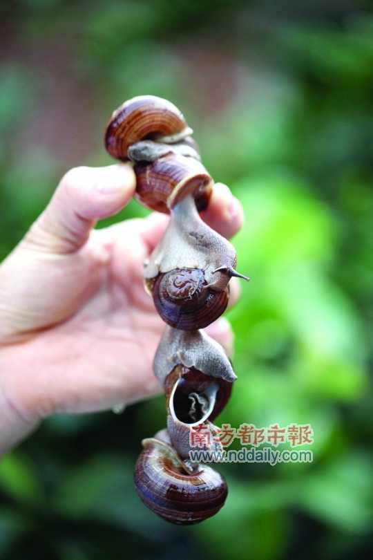 廣西的野生蝸牛追求原汁原味，做法也非常精簡。