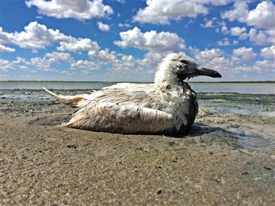 死去的鳥兒達到200多只，還有鳥兒在湖邊淤泥中掙扎著。