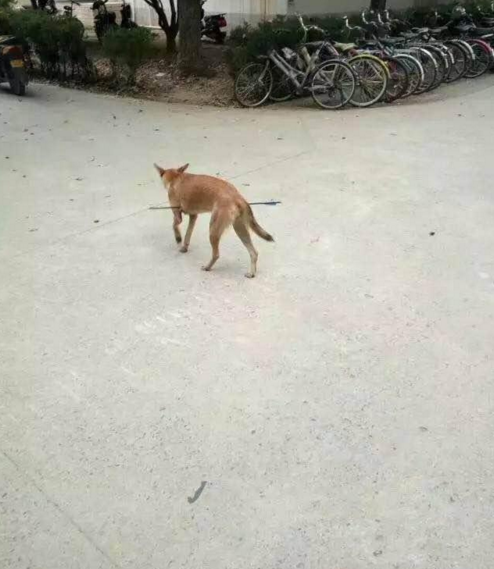 華科大校園內(nèi)，一條流浪狗腹部被箭射穿，地上留著斑斑血跡。