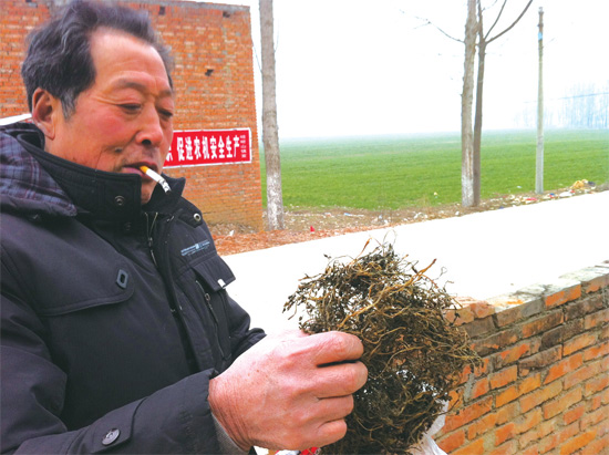 邢瑞亭向記者展示晾曬后的水芹菜，如今這種野菜也成為農(nóng)民餐桌上的香餑餑