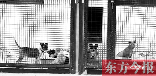 被主人遺棄的小狗暫時寄居在鄭州市犬只收容中心內，如果沒有人來認領，他們將被處以安樂死