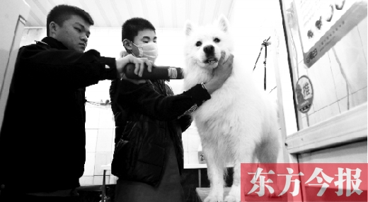 昨天，鄭州城管首次進寵物店清查無證犬只