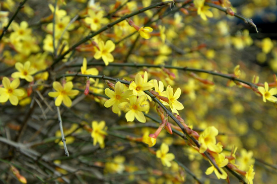 花都鄢陵:陽春三月 賞花正當時 花都鄢陵:陽春三月 賞花正當時