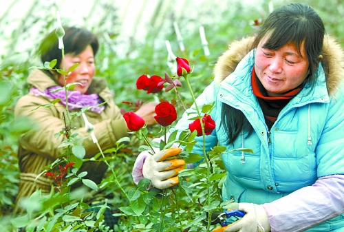 漯河農戶種植溫棚玫瑰花