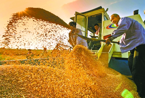 根據國家統計局核定結果，我省2012年糧食總產量達到1127.72億斤，成為第9個連續增產年份。