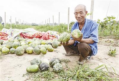 種的是“三白瓜”，長出來的瓜非常雜，其中最多的是本地甜面瓜，俗稱“一窩猴”