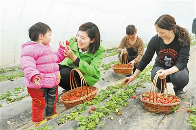 反季節水果帶動農戶致富