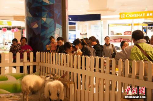 廣西多家商場在大廳圈養動物招攬顧客