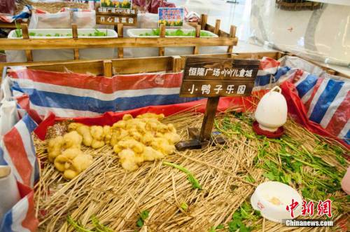 廣西多家商場在大廳圈養動物招攬顧客