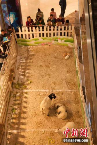 廣西多家商場在大廳圈養動物招攬顧客