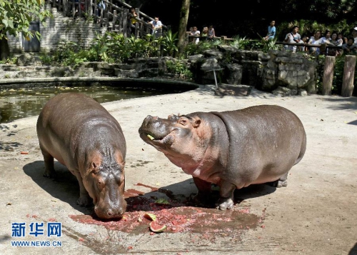 重慶發布高溫預警 動物享受
