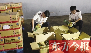昨日，檢驗檢疫人員正對剛從臺灣進口的水果進行檢驗