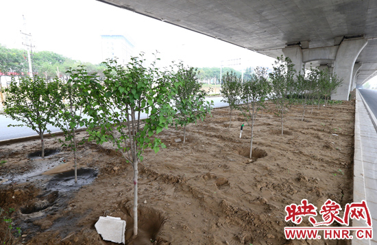 西三環淮河路立交橋下,新栽種的六七十棵枇杷樹。