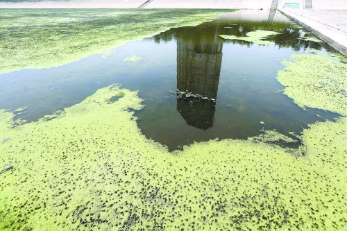 幾近干涸、臭氣熏天、長滿水草的東風(fēng)渠，已不見往日容顏　 記者 侯建勛/攝