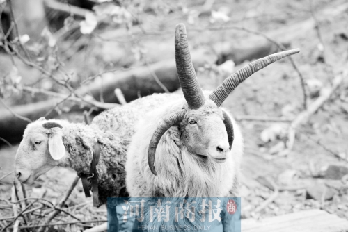 “咩……我的原主人說，他養了一輩子羊，也沒見過我這種情況”