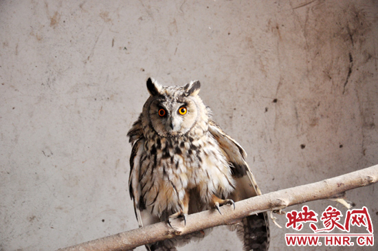 據(jù)了解，長耳鸮屬于夜行動物，是一種益鳥，主要捕食鼠類。