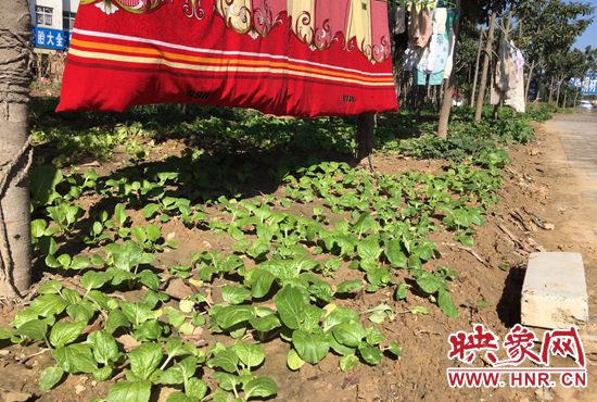 西四環(huán)中原路交叉口，大片生態(tài)廊道被毀，變成私家菜園。